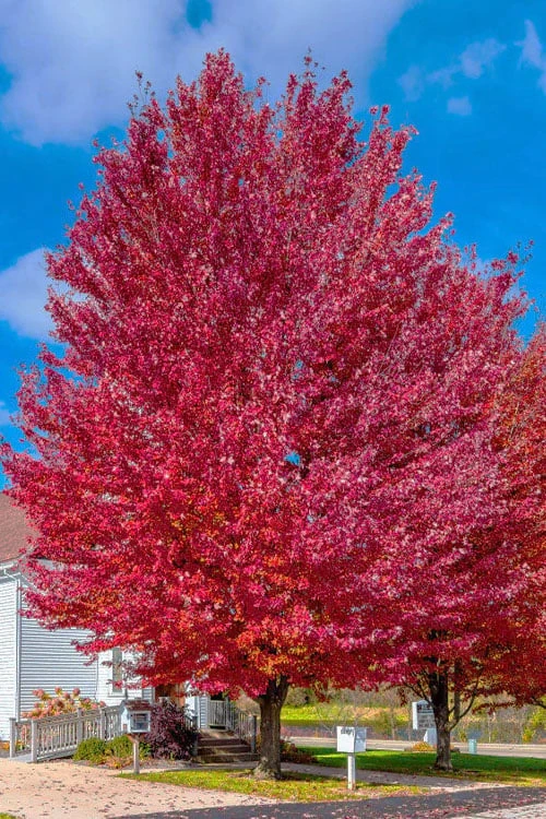 Native Red Maple Tree (Acer Rubrum) - 3 Pack Of 1.5 Quart Pots - Image 6