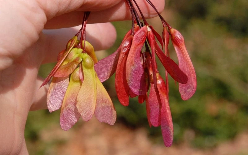 Native Red Maple Tree (Acer Rubrum) - 3 Pack Of 1.5 Quart Pots - Image 9