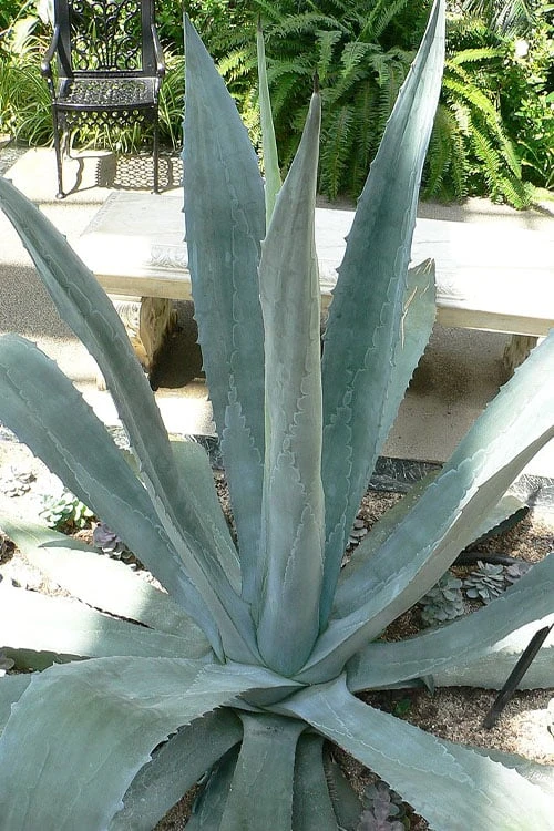 American Agave (Century Plant) - 3 Gallon Pot - Image 6