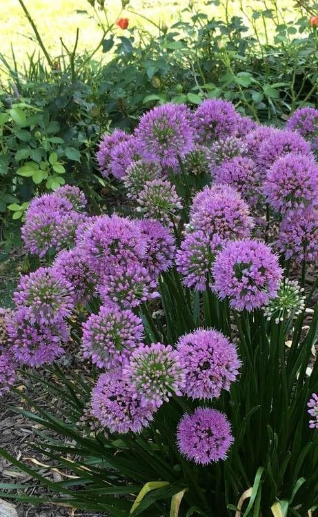 Millenium Allium (Ornamental Onion) - 6 Pack Of 1 Gallon Pots - Image 4