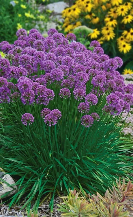 Millenium Allium (Ornamental Onion) - 6 Pack Of 1 Gallon Pots - Image 7
