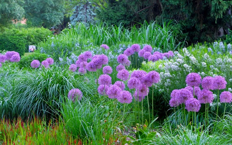 Millenium Allium (Ornamental Onion) - 6 Pack Of 1 Gallon Pots - Image 5