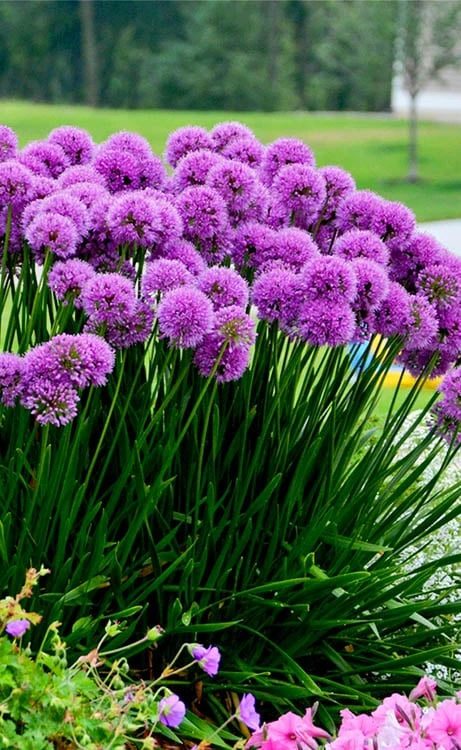 Millenium Allium (Ornamental Onion) - 6 Pack Of 1 Gallon Pots - Image 10