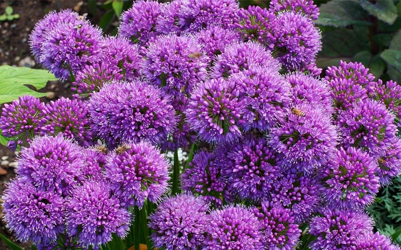 Millenium Allium (Ornamental Onion) - 6 Pack Of 1 Gallon Pots - Image 9