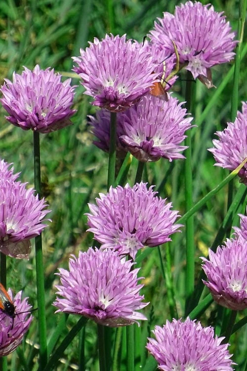Chives Plant (Allium Schoenoprasum) - 5 Pack Of Quart Pots - Image 5