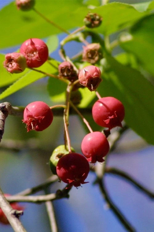 Downy Serviceberry Tree (Amelanchier Arborea) - 1 Gallon Pot - Image 4