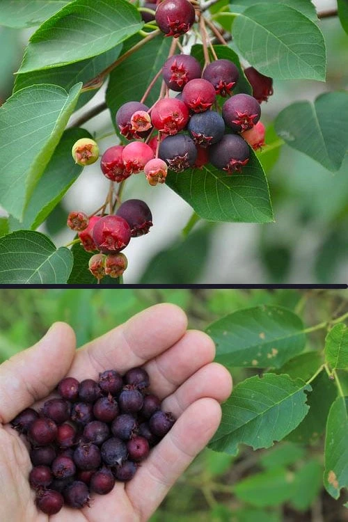 Downy Serviceberry Tree (Amelanchier Arborea) - 1 Gallon Pot - Image 6