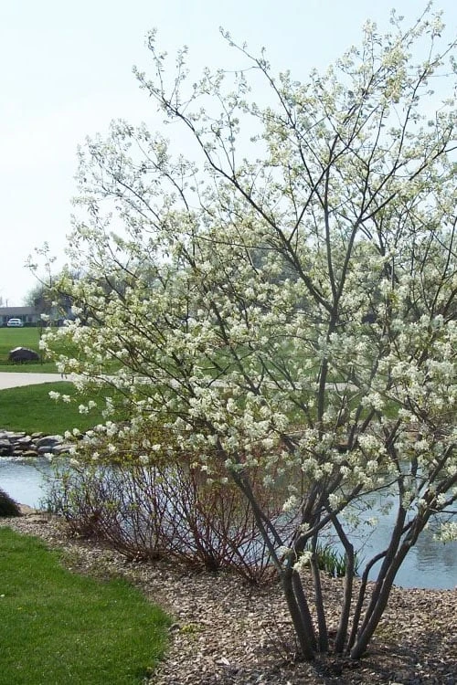 Downy Serviceberry Tree (Amelanchier Arborea) - 1 Gallon Pot - Image 10