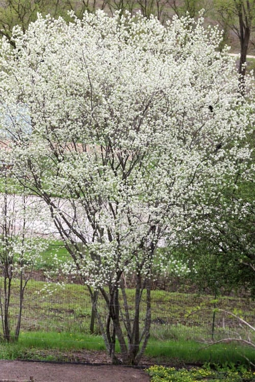 Downy Serviceberry Tree (Amelanchier Arborea) - 1 Gallon Pot - Image 11