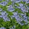 Blue Ice Blue Star (Amsonia) - 1 Gallon Pot