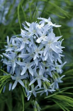 Threadleaf Blue Star (Amsonia Hubrichtii) - 1 Gallon Pot