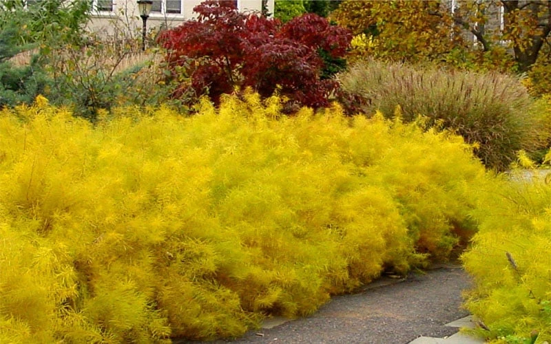 Threadleaf Blue Star (Amsonia Hubrichtii) - 1 Gallon Pot - Image 6