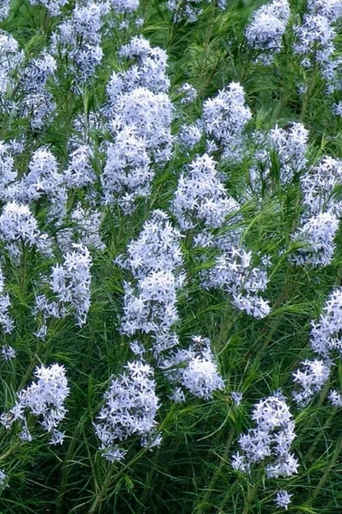 Threadleaf Blue Star (Amsonia Hubrichtii) - 1 Gallon Pot - Image 5