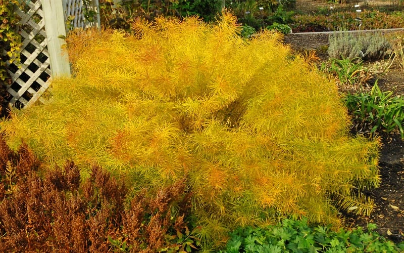 Threadleaf Blue Star (Amsonia Hubrichtii) - 1 Gallon Pot - Image 8