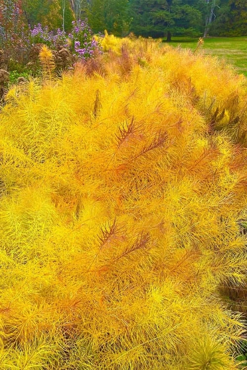 Threadleaf Blue Star (Amsonia Hubrichtii) - 1 Gallon Pot - Image 4