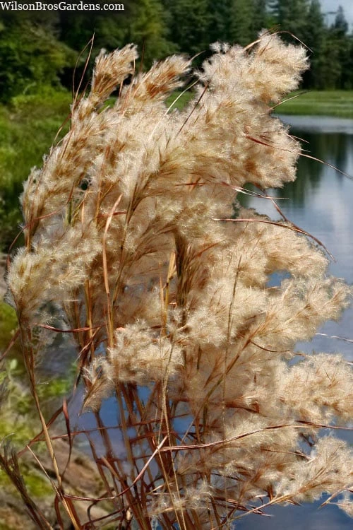 Bushy Bluestem Grass (Andropogon Glomeratus) - 1 Gallon Pot - Image 9