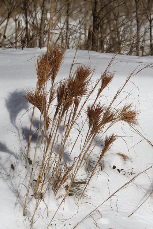 Bushy Bluestem Grass (Andropogon Glomeratus) - 1 Gallon Pot - Image 10