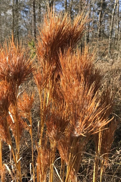 Bushy Bluestem Grass (Andropogon Glomeratus) - 1 Gallon Pot - Image 4