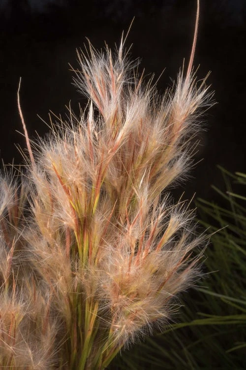 Bushy Bluestem Grass (Andropogon Glomeratus) - 1 Gallon Pot - Image 11