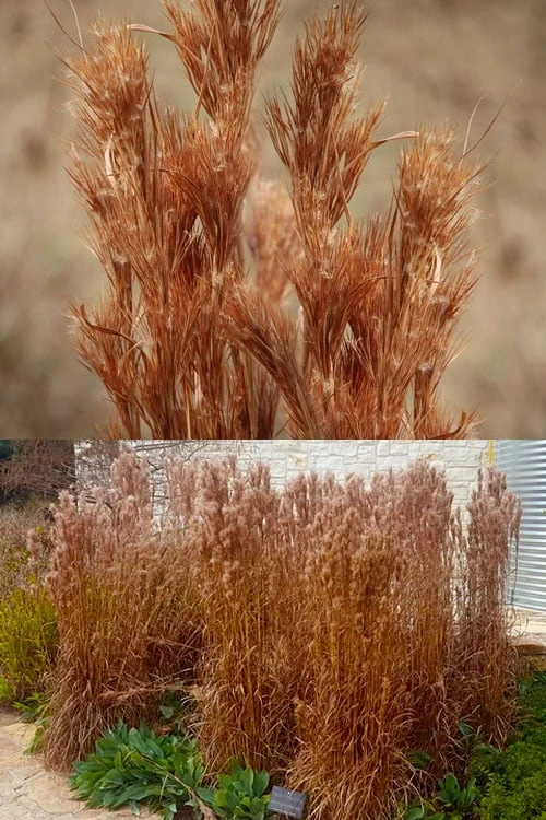 Bushy Bluestem Grass (Andropogon Glomeratus) - 1 Gallon Pot - Image 7