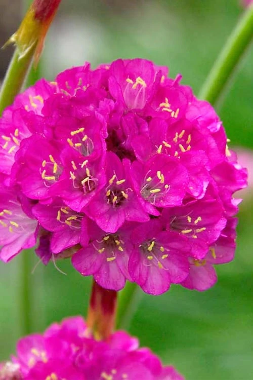 Splendens Sea Thrift (Armeria Maritima) - 5 Pack Of Quart Pots - Image 4