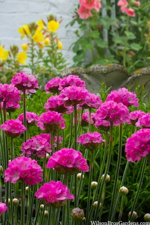 Splendens Sea Thrift (Armeria Maritima) - 5 Pack Of Quart Pots - Image 5