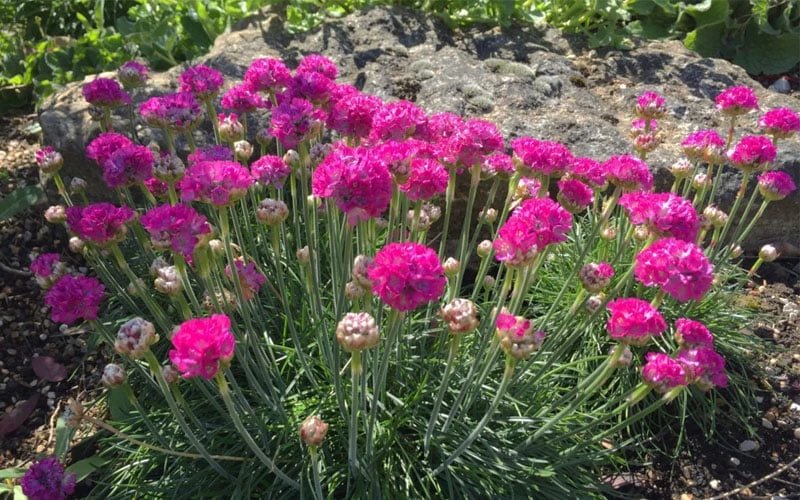 Splendens Sea Thrift (Armeria Maritima) - 5 Pack Of Quart Pots - Image 6