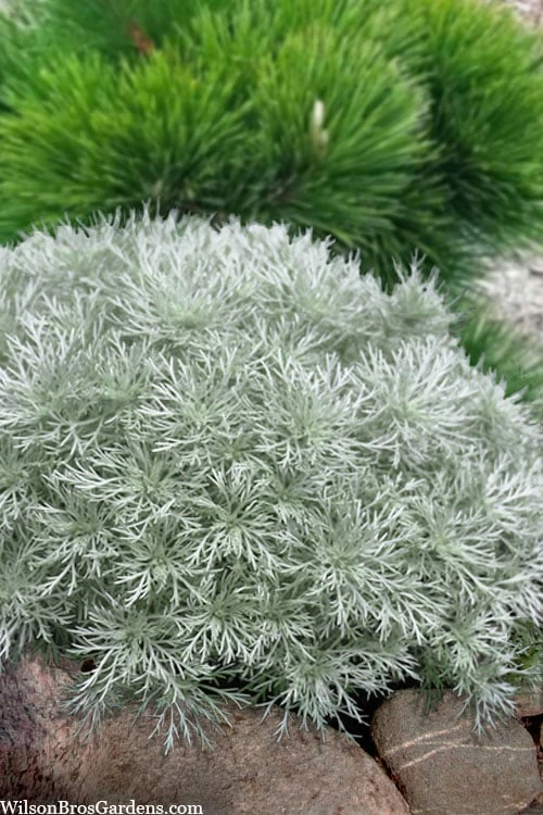 Silver Mound Artemisia - 5 Pack Of Quart Pots