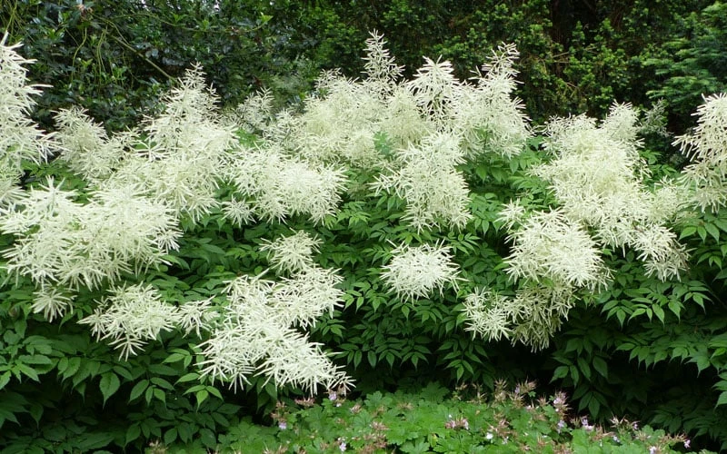 Goat's Beard (Aruncus Dioicus) - 1 Gallon Pot - Image 5