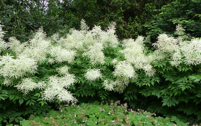 Goat's Beard (Aruncus Dioicus) - 1 Gallon Pot - Image 7