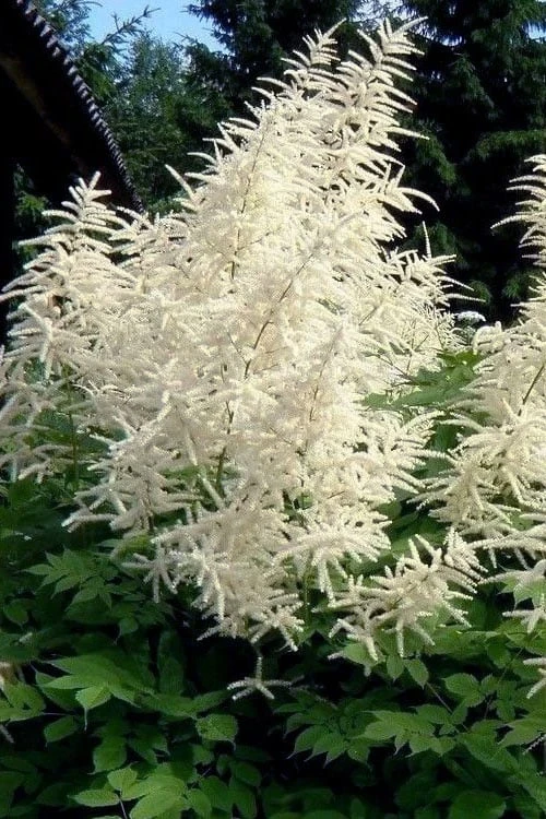 Goat's Beard (Aruncus Dioicus) - 1 Gallon Pot - Image 11