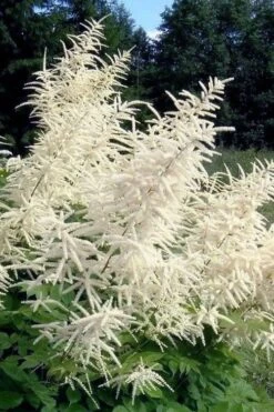 Goat's Beard (Aruncus Dioicus) - 1 Gallon Pot