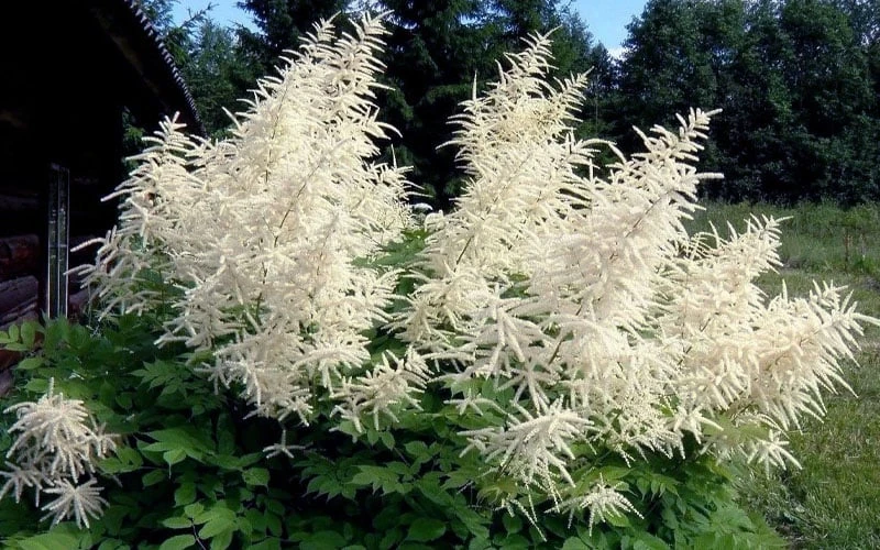 Goat's Beard (Aruncus Dioicus) - 1 Gallon Pot - Image 4