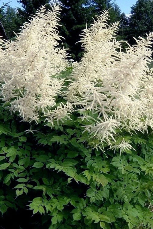 Goat's Beard (Aruncus Dioicus) - 1 Gallon Pot - Image 10