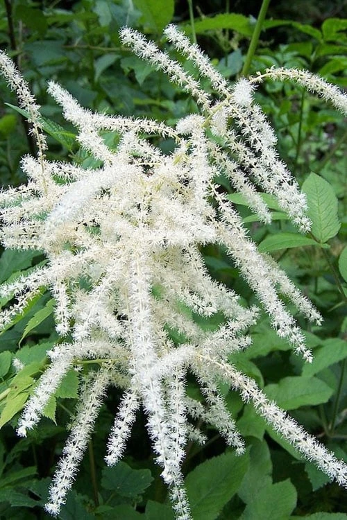 Goat's Beard (Aruncus Dioicus) - 1 Gallon Pot - Image 8