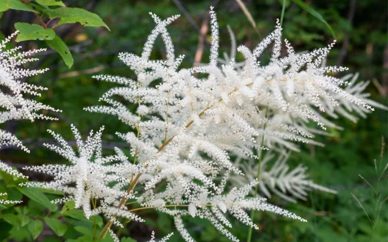 Goat's Beard (Aruncus Dioicus) - 1 Gallon Pot - Image 6
