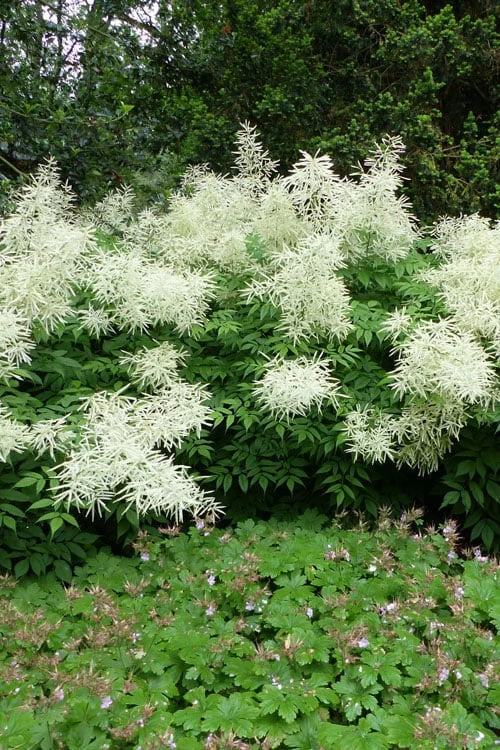 Goat's Beard (Aruncus Dioicus) - 1 Gallon Pot - Image 9