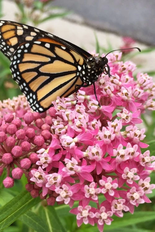 Rose Swamp Milkweed (Asclepias Incarnata) - 8 Pack Of 1 Gallon Pots - Image 10