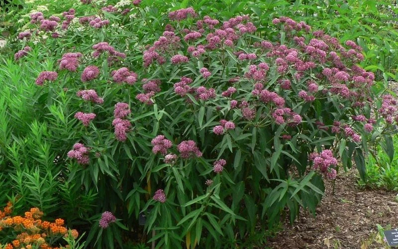 Rose Swamp Milkweed (Asclepias Incarnata) - 8 Pack Of 1 Gallon Pots - Image 7