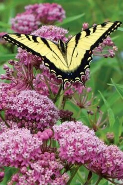 Rose Swamp Milkweed (Asclepias Incarnata) - 8 Pack Of 1 Gallon Pots
