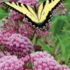 Rose Swamp Milkweed (Asclepias Incarnata) - 6 Pack Of 1 Gallon Pots