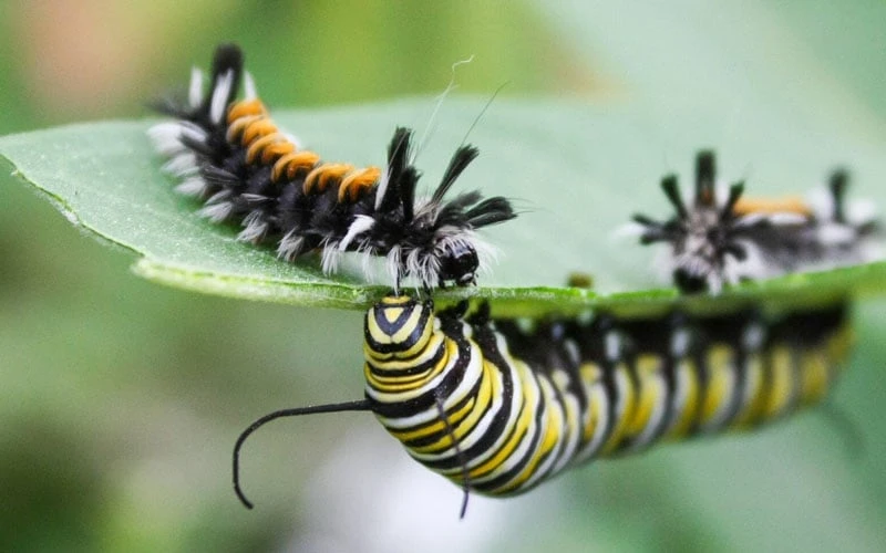 Rose Swamp Milkweed (Asclepias Incarnata) - 8 Pack Of 1 Gallon Pots - Image 6