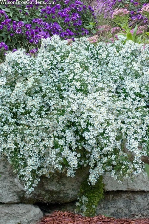 Snow Flurry Heath Aster - 1 Gallon Pot - Image 8