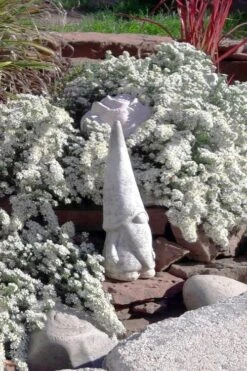 Snow Flurry Heath Aster - 1 Gallon Pot