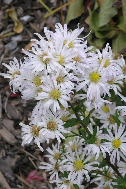 Snow Flurry Heath Aster - 1 Gallon Pot - Image 4