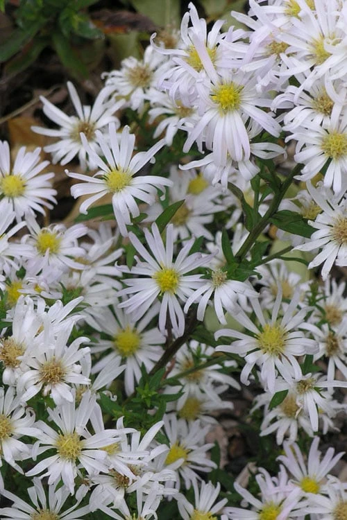 Snow Flurry Heath Aster - 1 Gallon Pot - Image 6