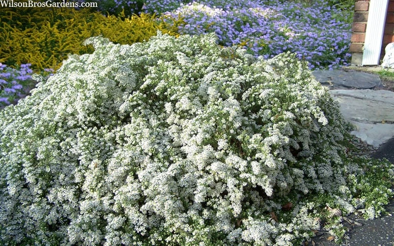Snow Flurry Heath Aster - 1 Gallon Pot - Image 7