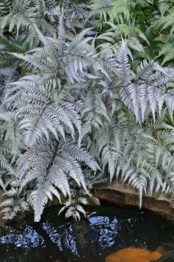 Japanese Painted Fern - 10 Count Flat Of Quart Pots