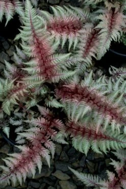 Regal Red Japanese Painted Fern - 6 Pack Of 1 Gallon Pots