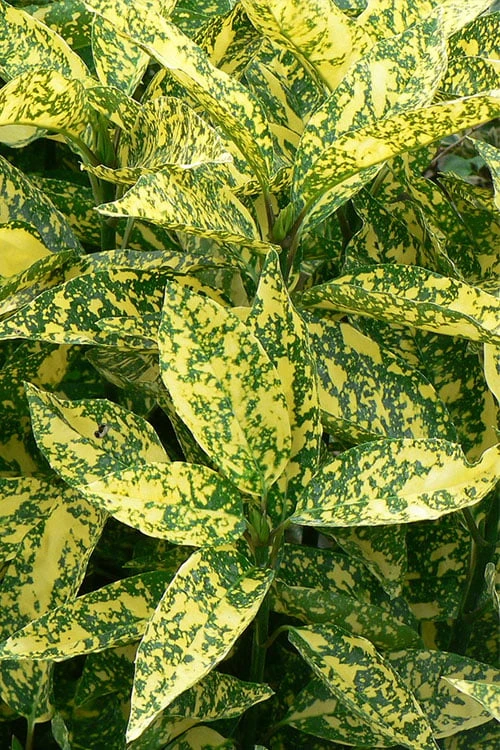 Marmorata Aucuba (Japanese Laurel) - 1 Gallon Pot